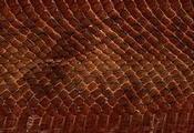 фон на рабочий, animal texture, чешуя змеи, кожа, Текстура