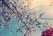 цветы, дерево, Природа, весна, вишня