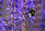 пчела, Макро, сиреневые, весна, цветы, насекомое, шмель