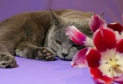 тюльпан, цветок, кот