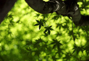 , , maple leaf, , ,  