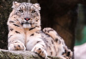 , snow leopard, ,  , , 