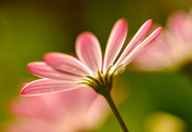 , flowers, pink, , macro, petals