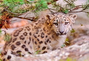  , snow leopard, uncia uncia, , , 