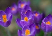 весна, цветы, крокусы, фиолетовые