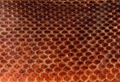 animal texture, кожа, чешуя змеи, текстура
