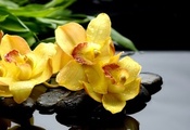 , , , orchids, , , 