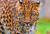, , leopard, , panthera pardus, , 