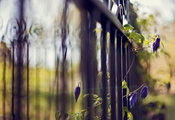 цветы, решетка, ограда, фокус, растение, Забор, синий