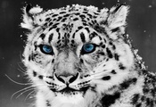 кошка, белый, снег, глаза, голубые глаза, взгляд