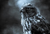 , , , eagle