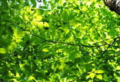 листья, зелень, дерево, ветки, свет, хлорофилл