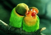 , , lovebirds, , , , , , ...