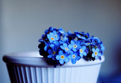 незабудки, цветочки, цветок, маленькие цветочки, синий, голубой, голубые цв ...