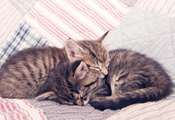 котята, кошки, коты, котики, сон, спящие котята, спокойствие, уют, нежность ...