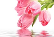 pink, , , with love, pink tulips, Flowers, tulip, reflection, f ...