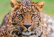 , , , , leopard, panthera pardus, 
