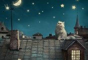 kitten, fairytale, stars, house, moon, Persian white cat, night, fantasy, r ...
