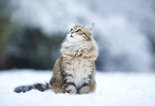 , , , , kitty, winter, snow, , Cat