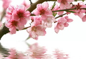 сакура, отражение, вода, ветка, цветы, Весна, розовые
