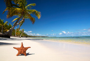 морская звезда, пальма, пляж, море, Тропики