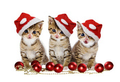 cats, Christmas balls, red balls, sweet, merry christmas, hat, beauty, magi ...
