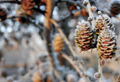 , pinecones, , , nature, winter, , , 