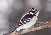 Bird, , woodpecker, , ,  
