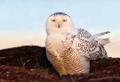  , snow owl, , , 