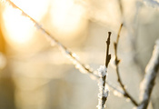 , , , macro, snow, , , bokeh, nature, branches
