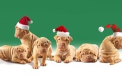 Dogs, christmas hats, puppies, shar pei