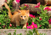 котенок, кошка, рыжий, цветы, киска, киса, котэ, Cat, кот