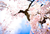 ветки, весна, Цветы, небо, сакура