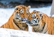 тигрята, пара, зима, снег, Тигр, ласка