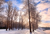 pathway, forest, nature, chill december, Winter background, festive, landsc ...