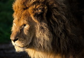 panthera leo, lion, , , , , 
