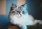 blue eyes, cat, голубые глаза, взгляд, Кот