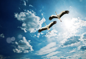 clouds, , Heron, , sky, birds, , , fly, beautiful