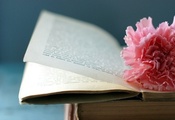 Цветок, книга, страницы, макро