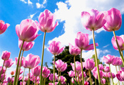 небо, розовые, поле, лепестки, облака, Тюльпаны, голубое