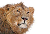 lion, , panthera leo, , , , , 