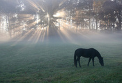 , , light, , horse