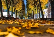 желтые, autumn, листья, macro, листочки, leave, leaves, Макро, осень