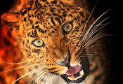 леопард, масть, взгляд, клыки, Животное, морда, хищник