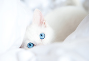Кот, одеяло, белый, голубые глаза, взгляд