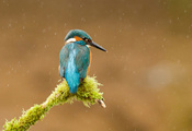  , alcedo atthis, , kingfisher, 