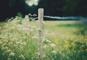 ограда, ограждение, забор, flowers, Макро, цветы, цветочки