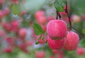Ветка, яблоки, листья, плоды, капли воды, розовые