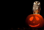 art, pumpkin, owl, Halloween