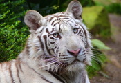 white tiger, , , , 